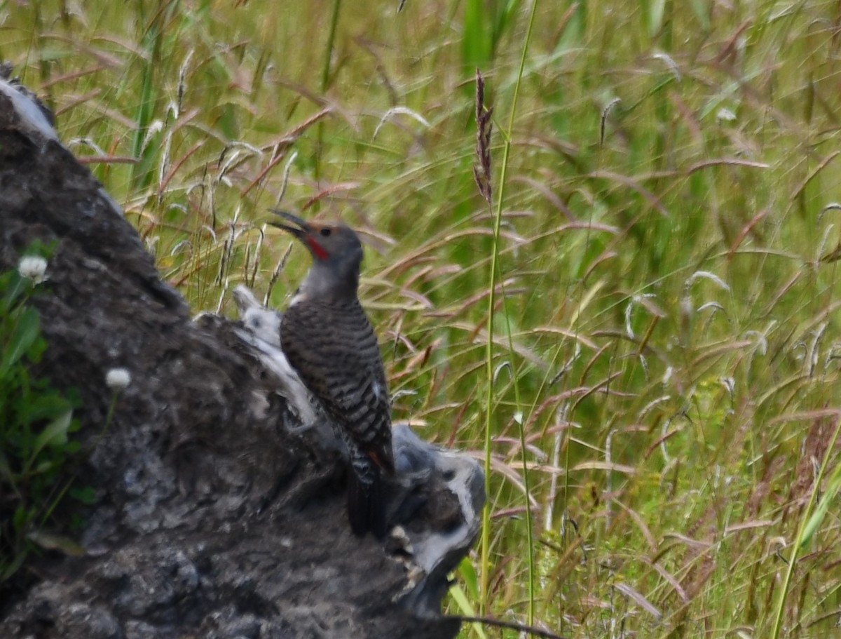 Northern Flicker - ML620399044