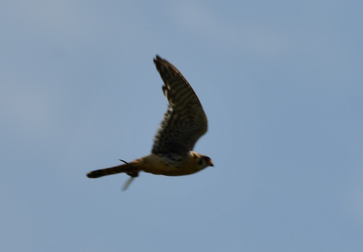 American Kestrel - ML620399048