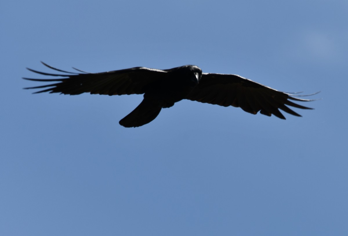 Common Raven - ML620399056