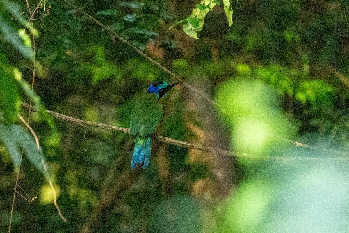 Amazonian Motmot - ML620399064