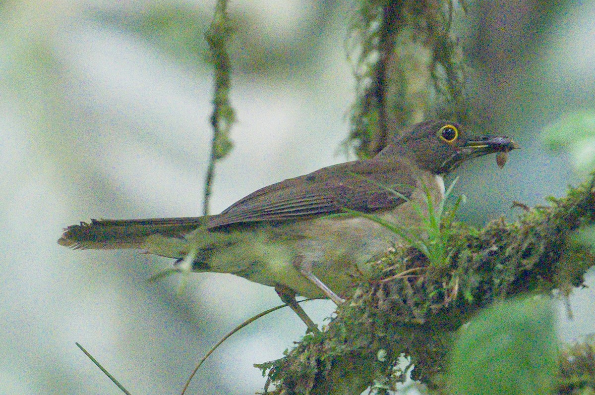 White-throated Thrush - ML620399072