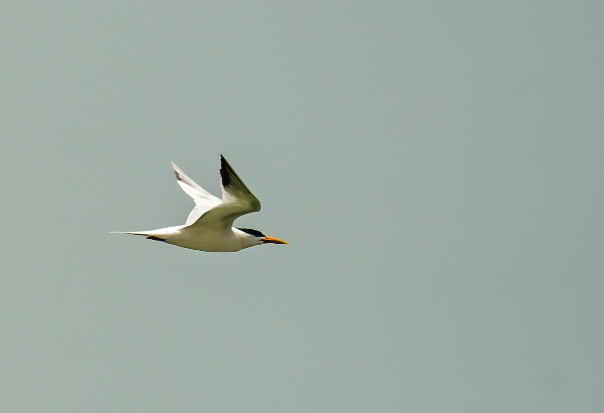 West African Crested Tern - ML620399076