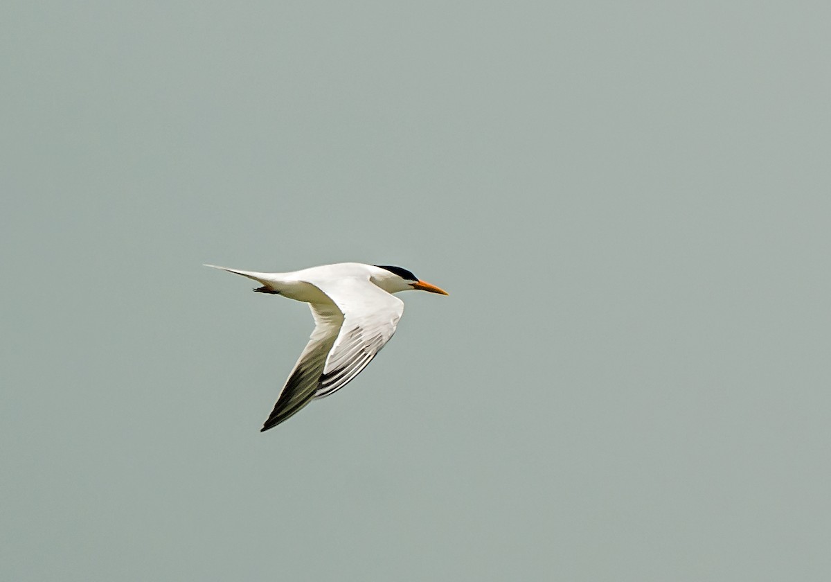West African Crested Tern - ML620399077