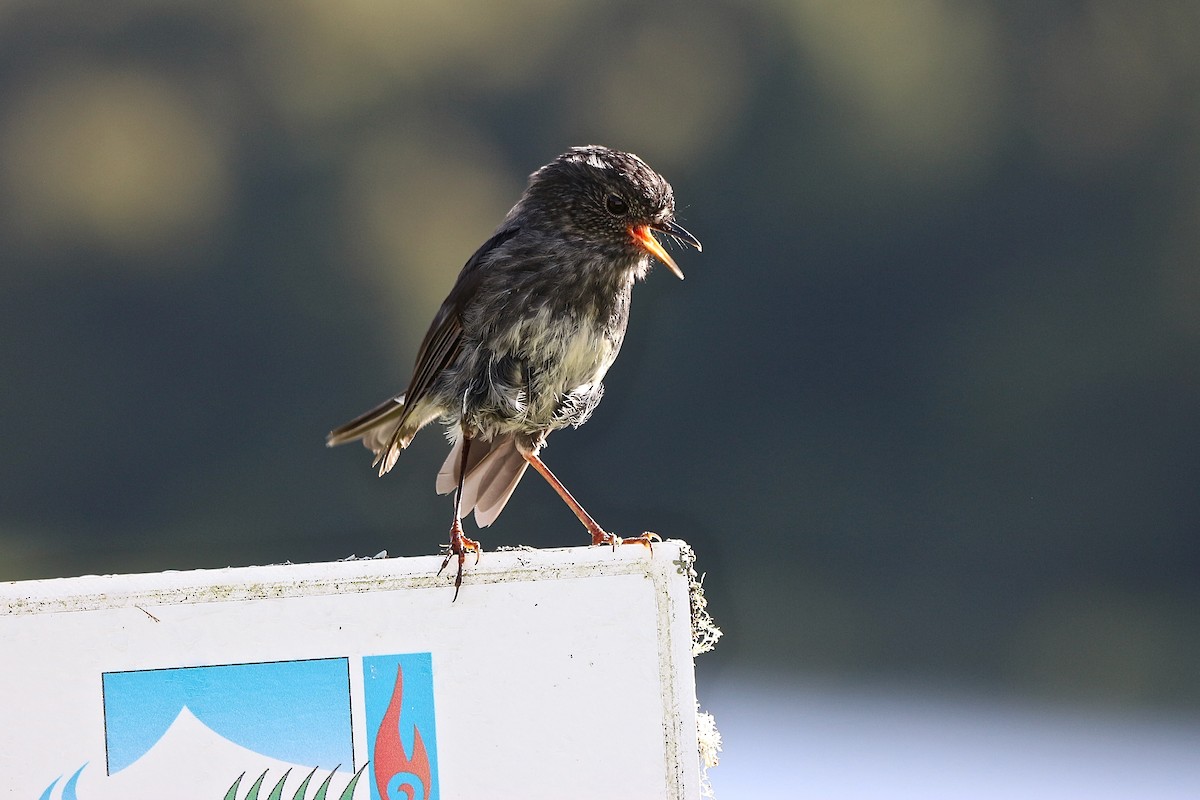 North Island Robin - ML620399079