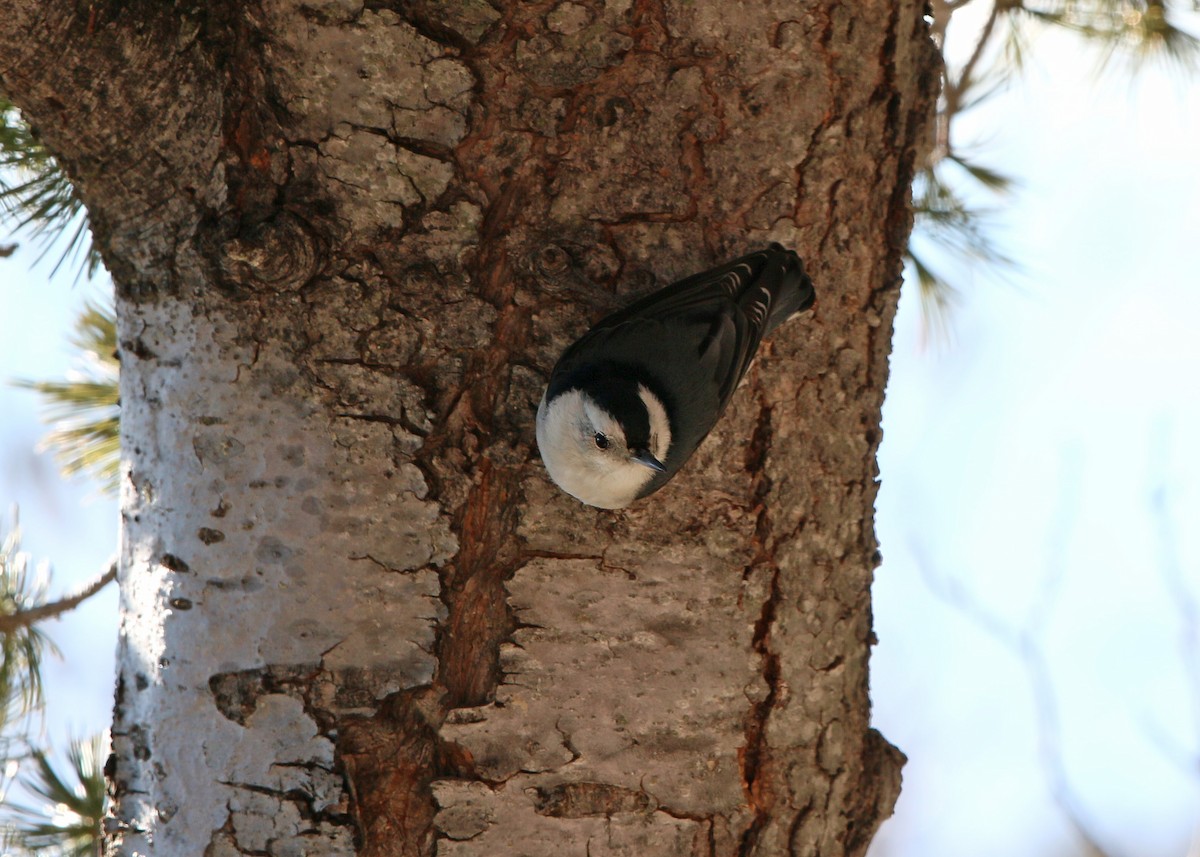 White-breasted Nuthatch - ML620399081