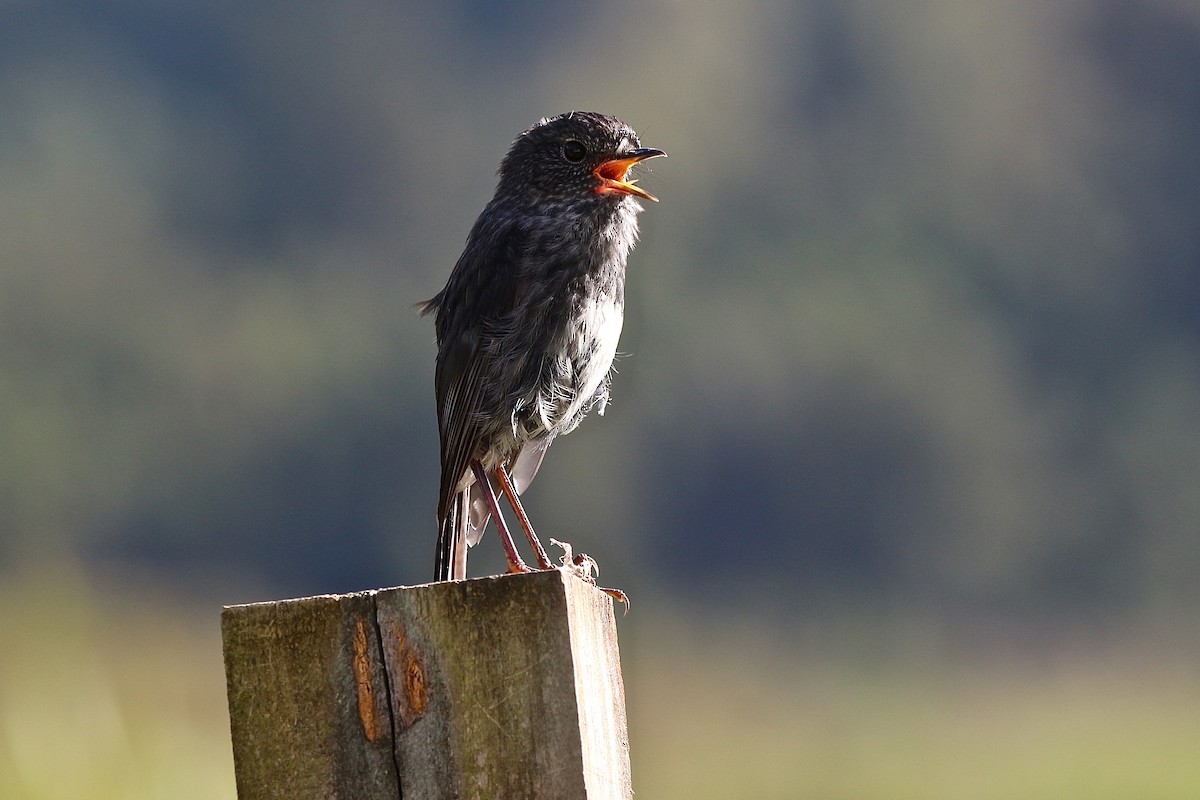 North Island Robin - ML620399082