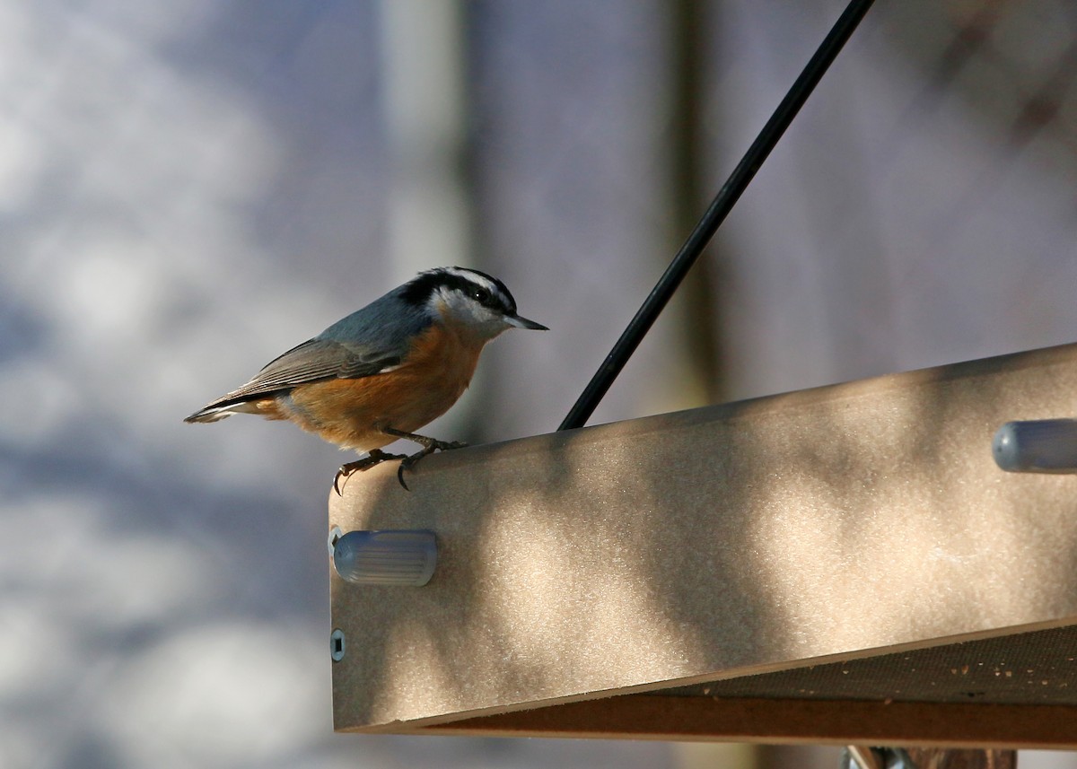 Red-breasted Nuthatch - ML620399094