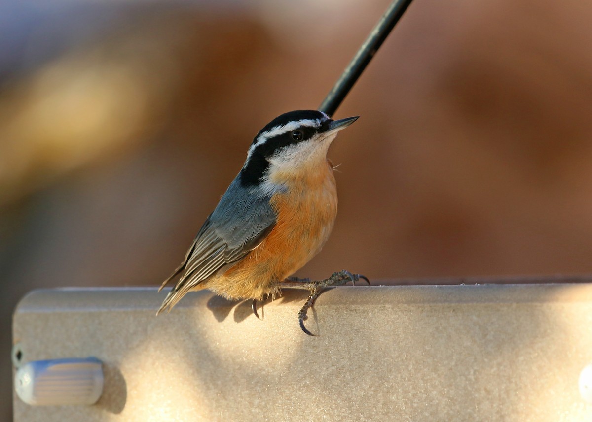 Red-breasted Nuthatch - ML620399097