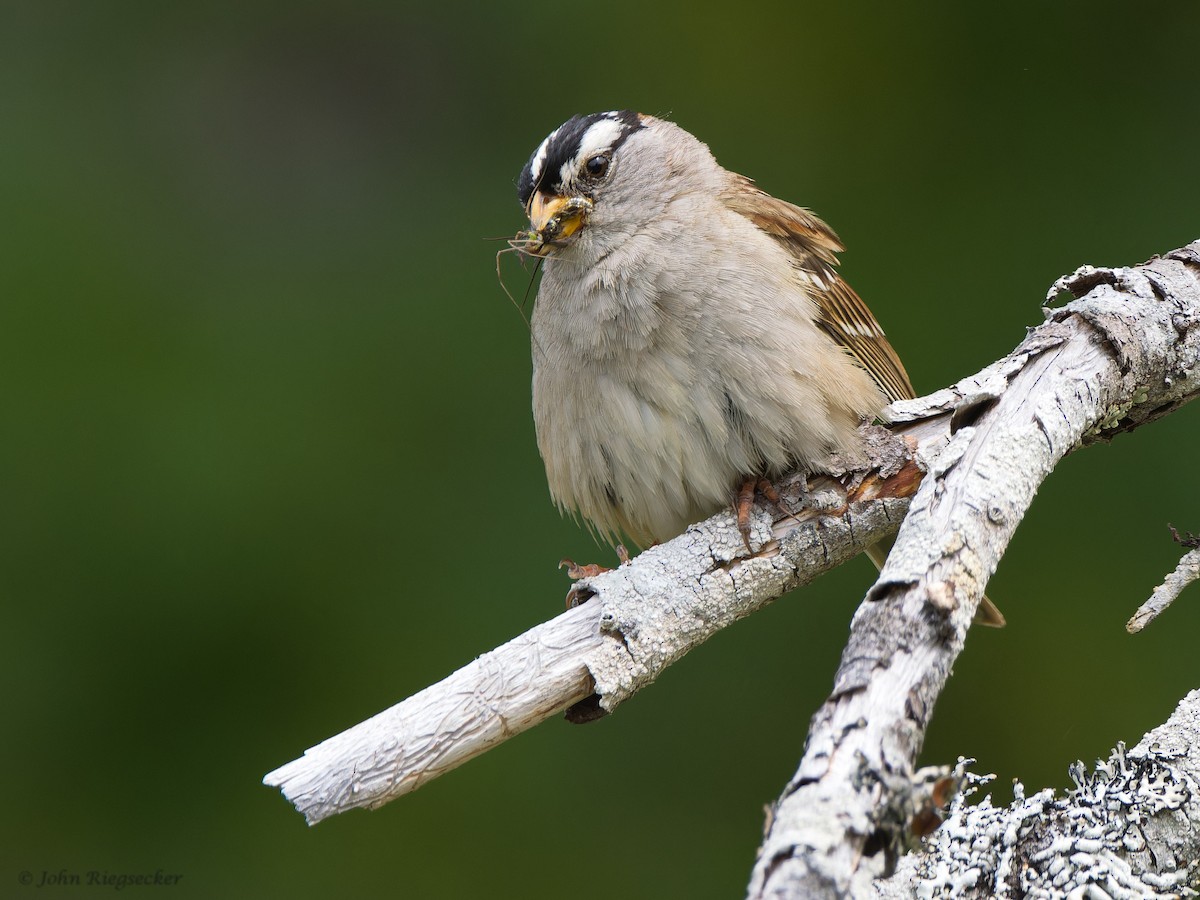 White-crowned Sparrow - ML620399101