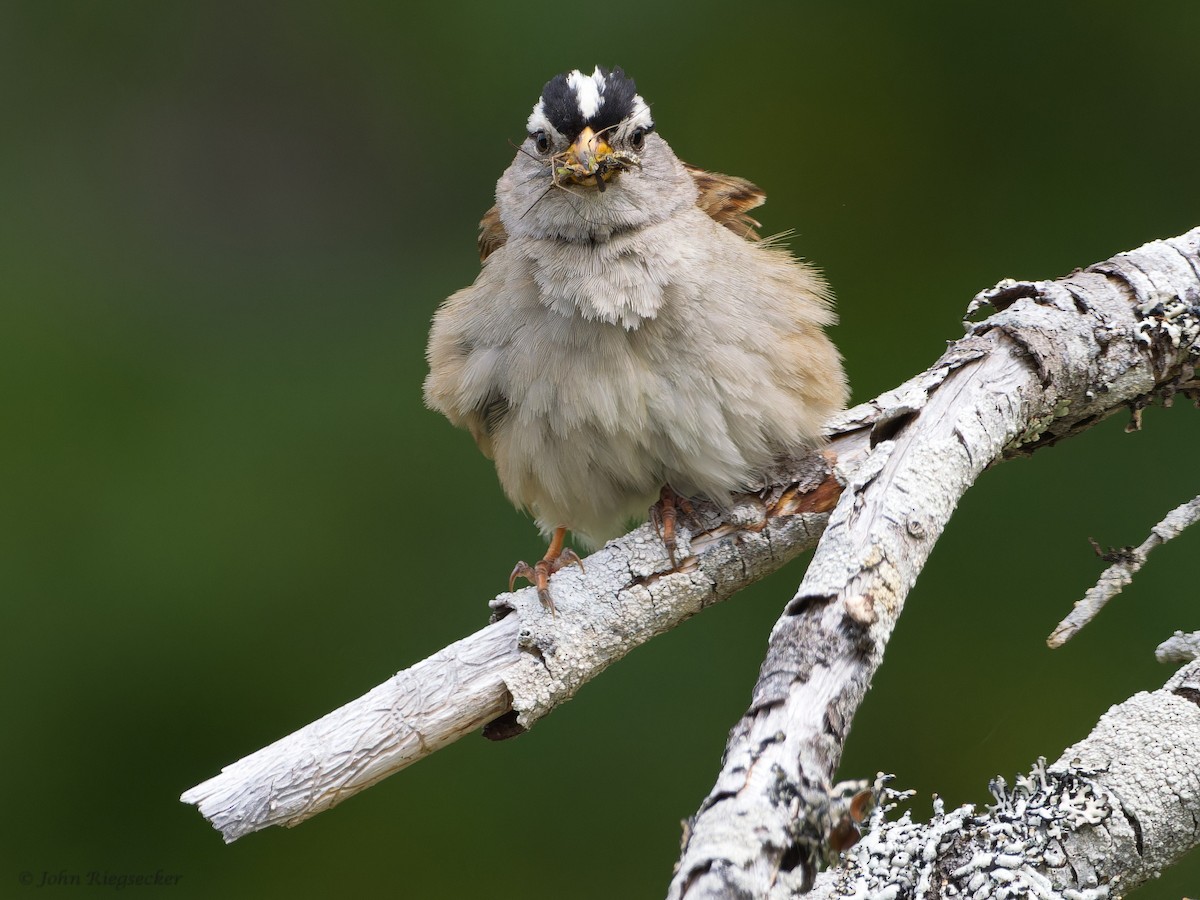 White-crowned Sparrow - ML620399103