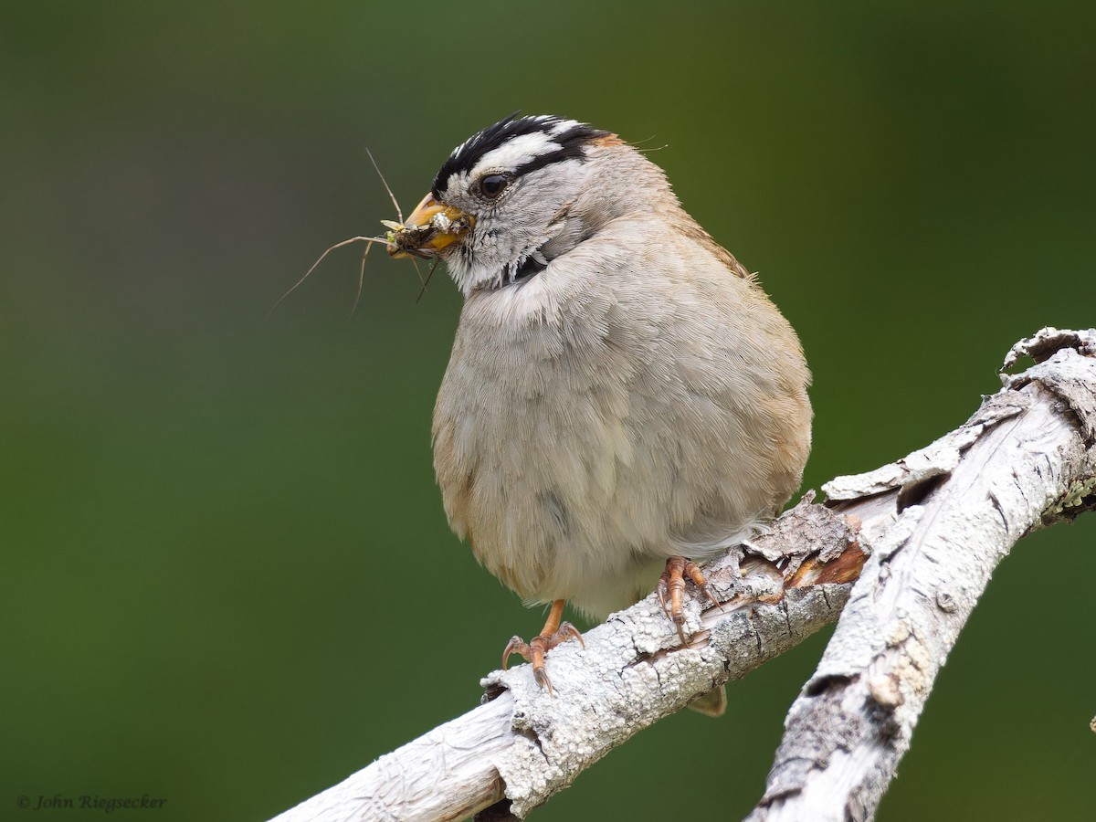 White-crowned Sparrow - ML620399104