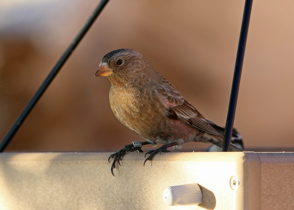 Brown-capped Rosy-Finch - ML620399108