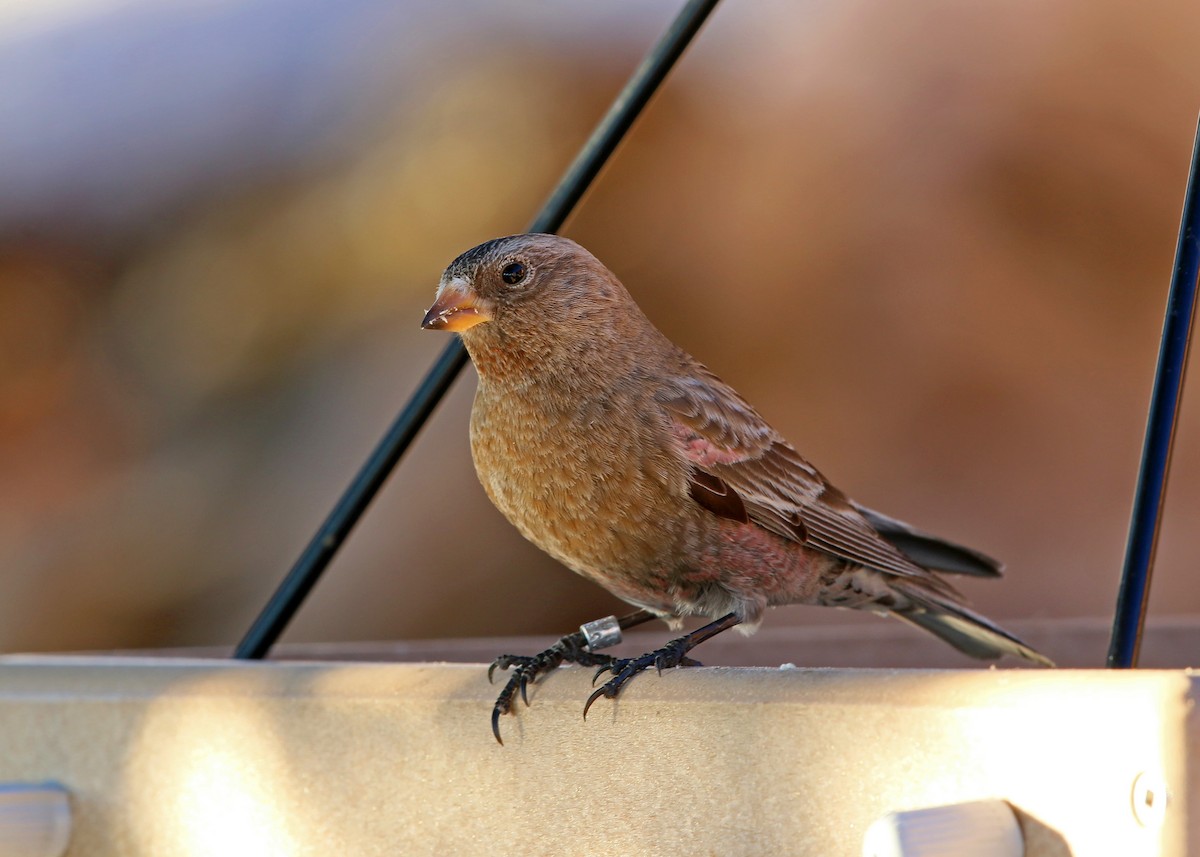 Brown-capped Rosy-Finch - ML620399110
