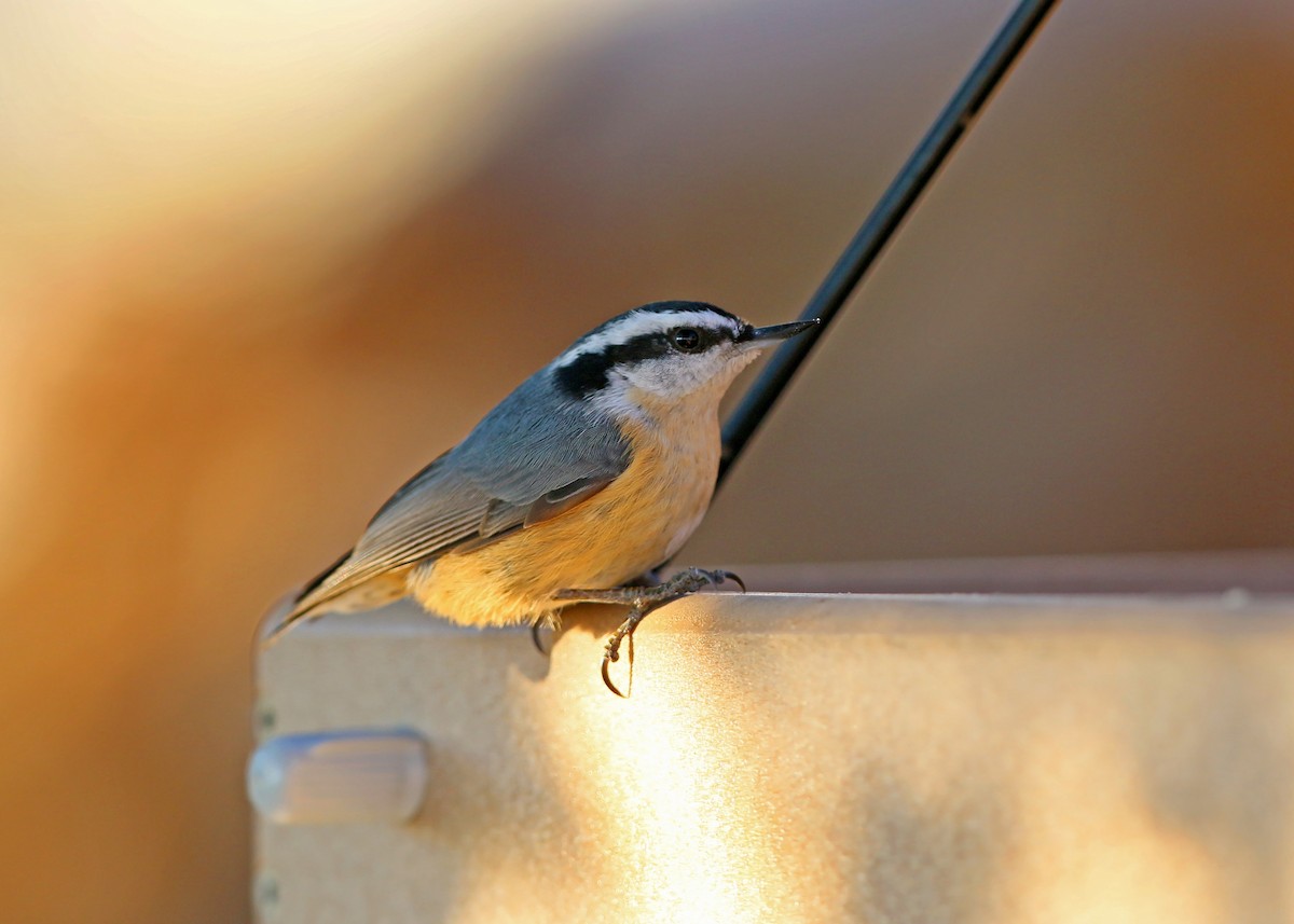 Red-breasted Nuthatch - ML620399111