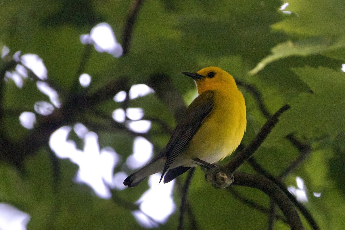 Prothonotary Warbler - ML620399113