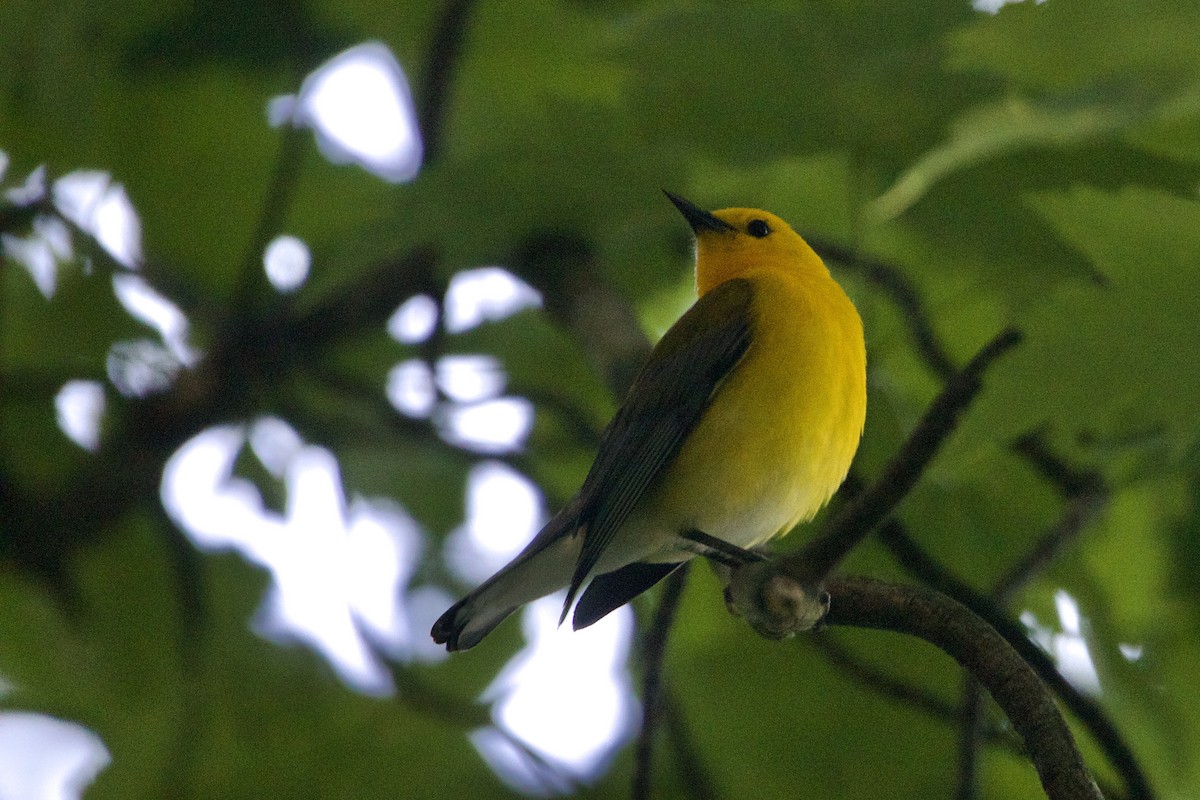 Prothonotary Warbler - ML620399114