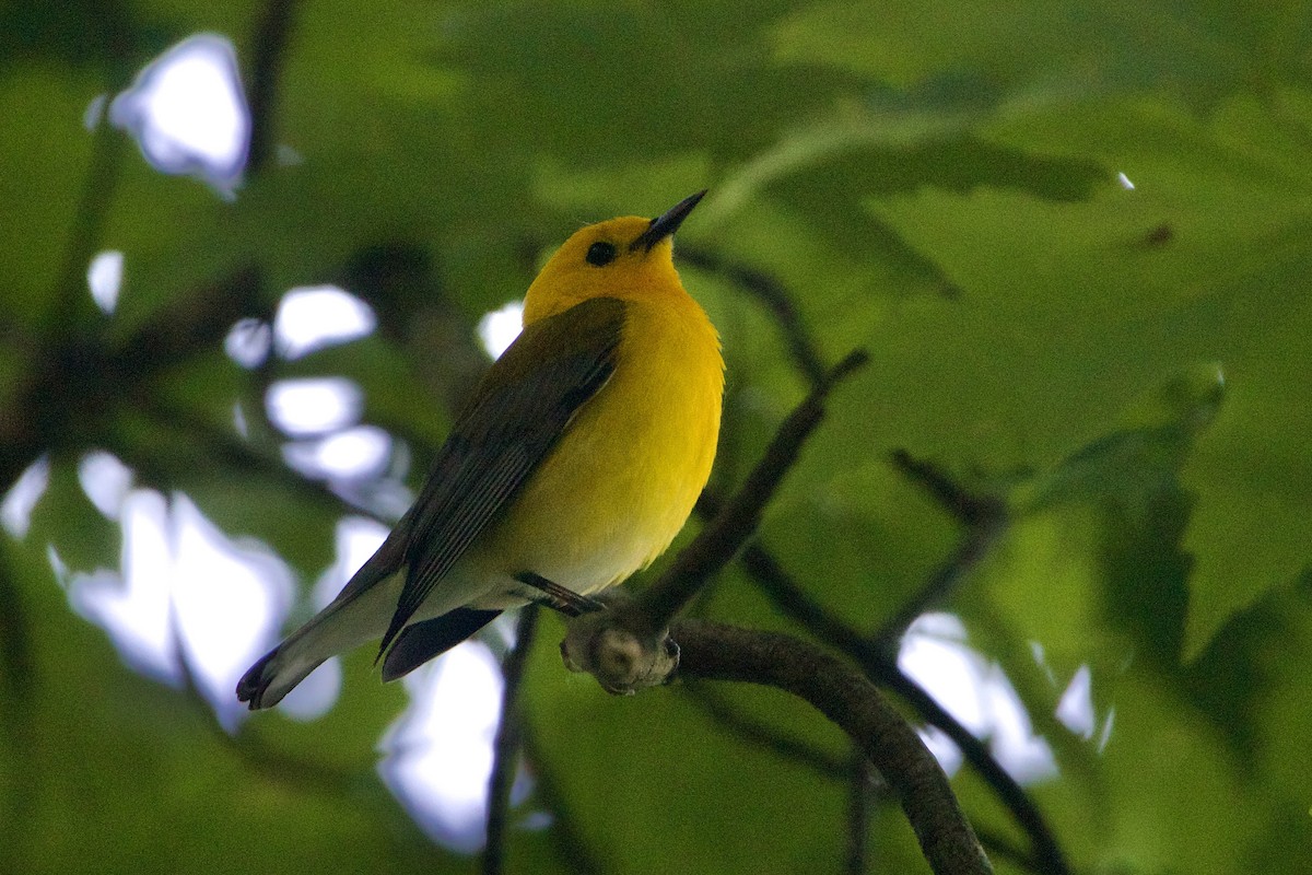 Prothonotary Warbler - ML620399115