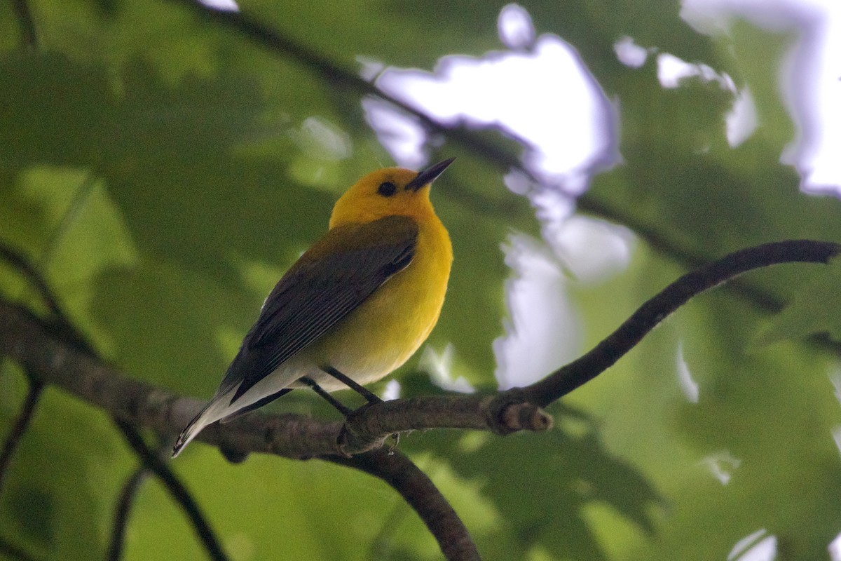 Prothonotary Warbler - ML620399116