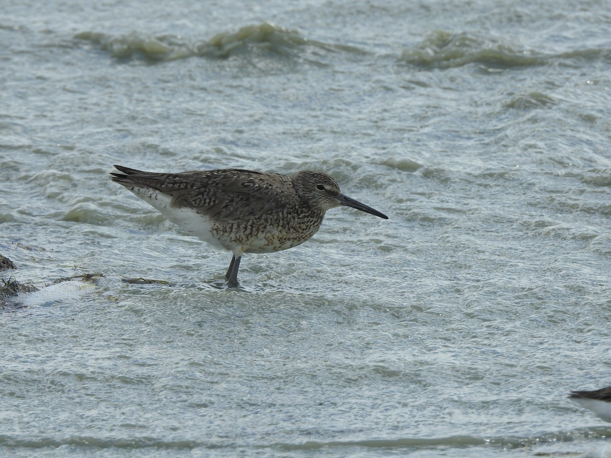 Willet - ML620399117