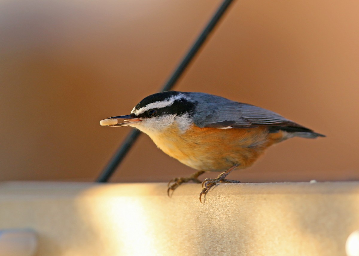 Red-breasted Nuthatch - ML620399120