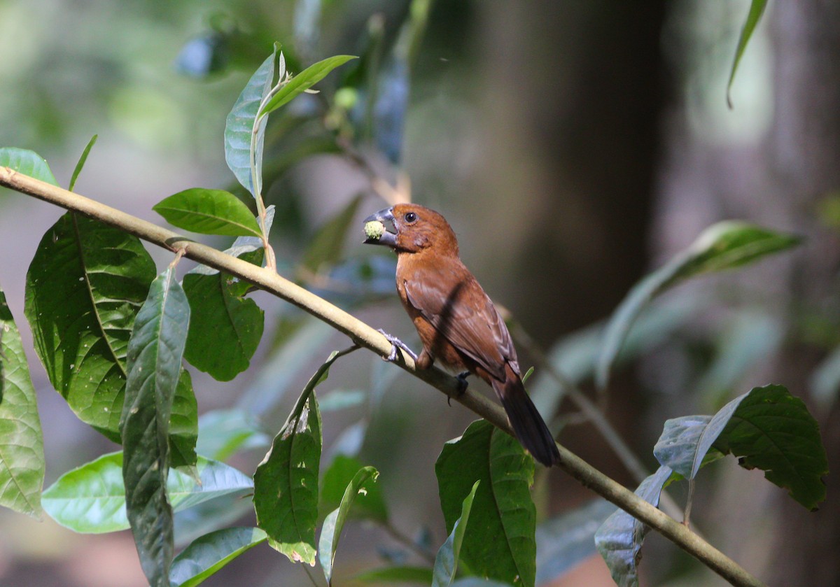 Blue-black Grosbeak - ML620399125