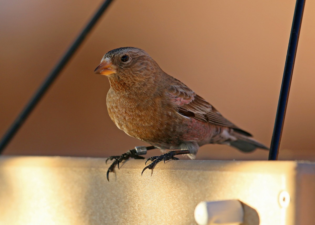 Brown-capped Rosy-Finch - ML620399127