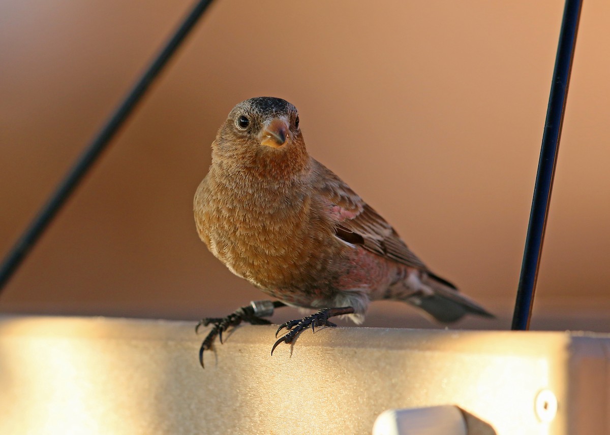 Brown-capped Rosy-Finch - ML620399129