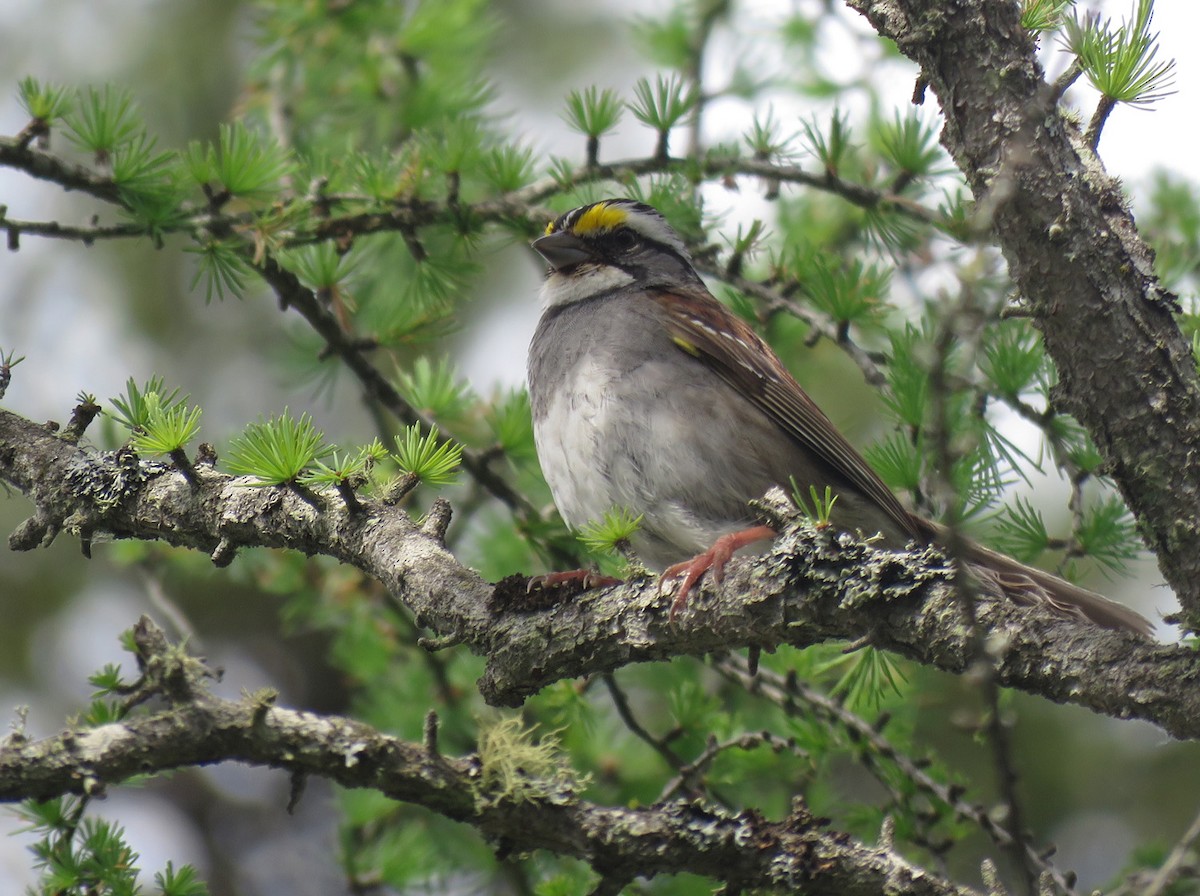 White-throated Sparrow - ML620399133