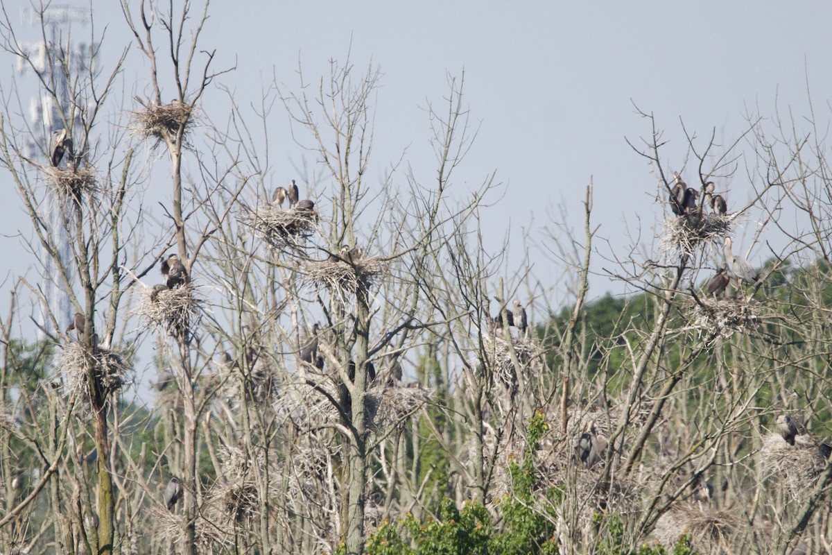 Great Blue Heron (Great Blue) - ML620399138