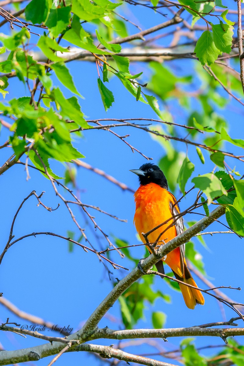 Orchard Oriole - ML620399139