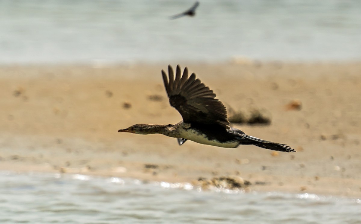 Long-tailed Cormorant - ML620399159