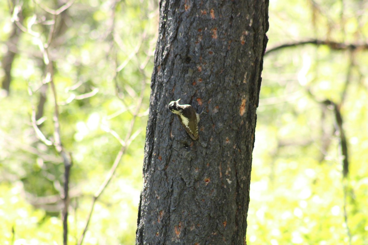 American Three-toed Woodpecker - ML620399168