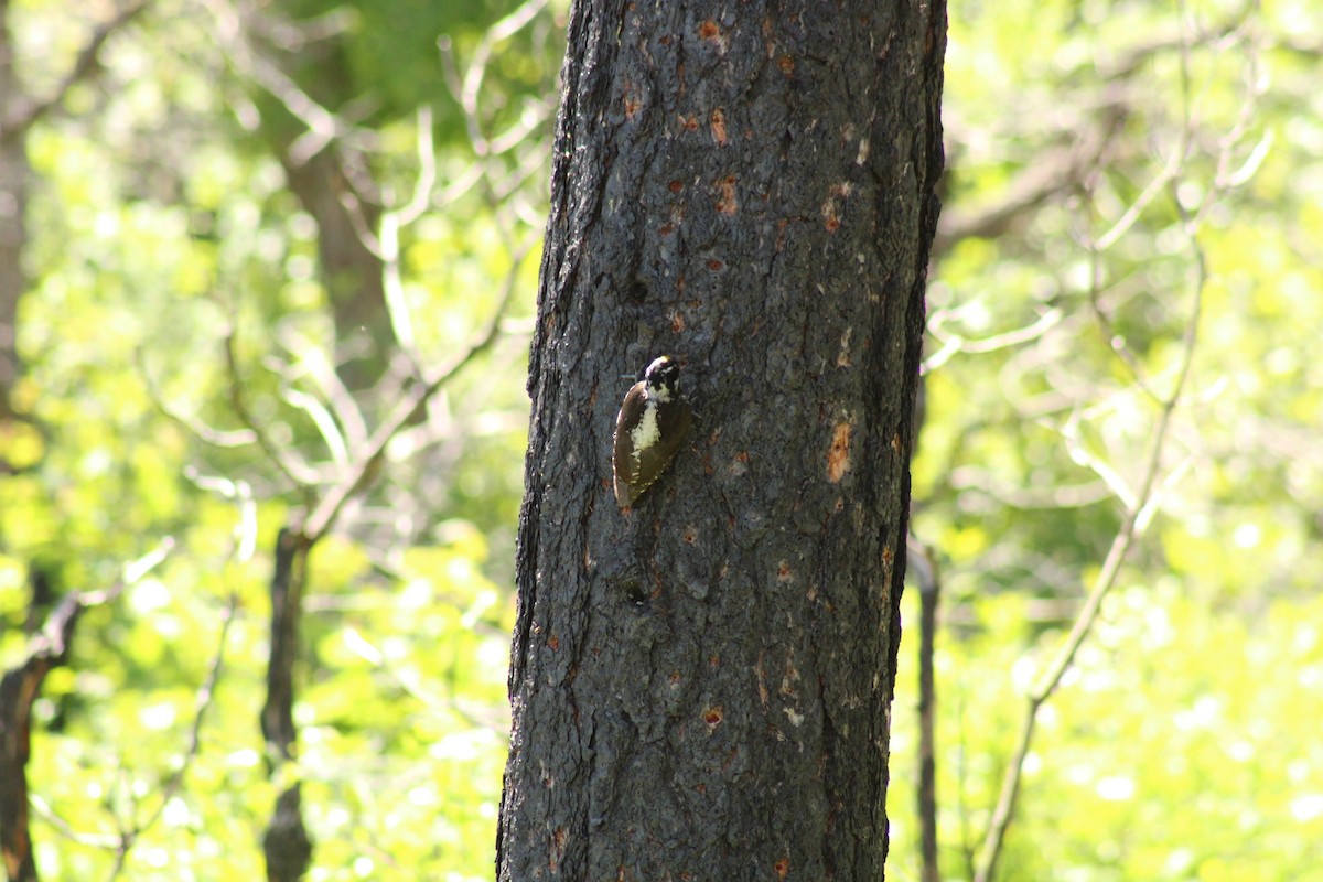 American Three-toed Woodpecker - ML620399170