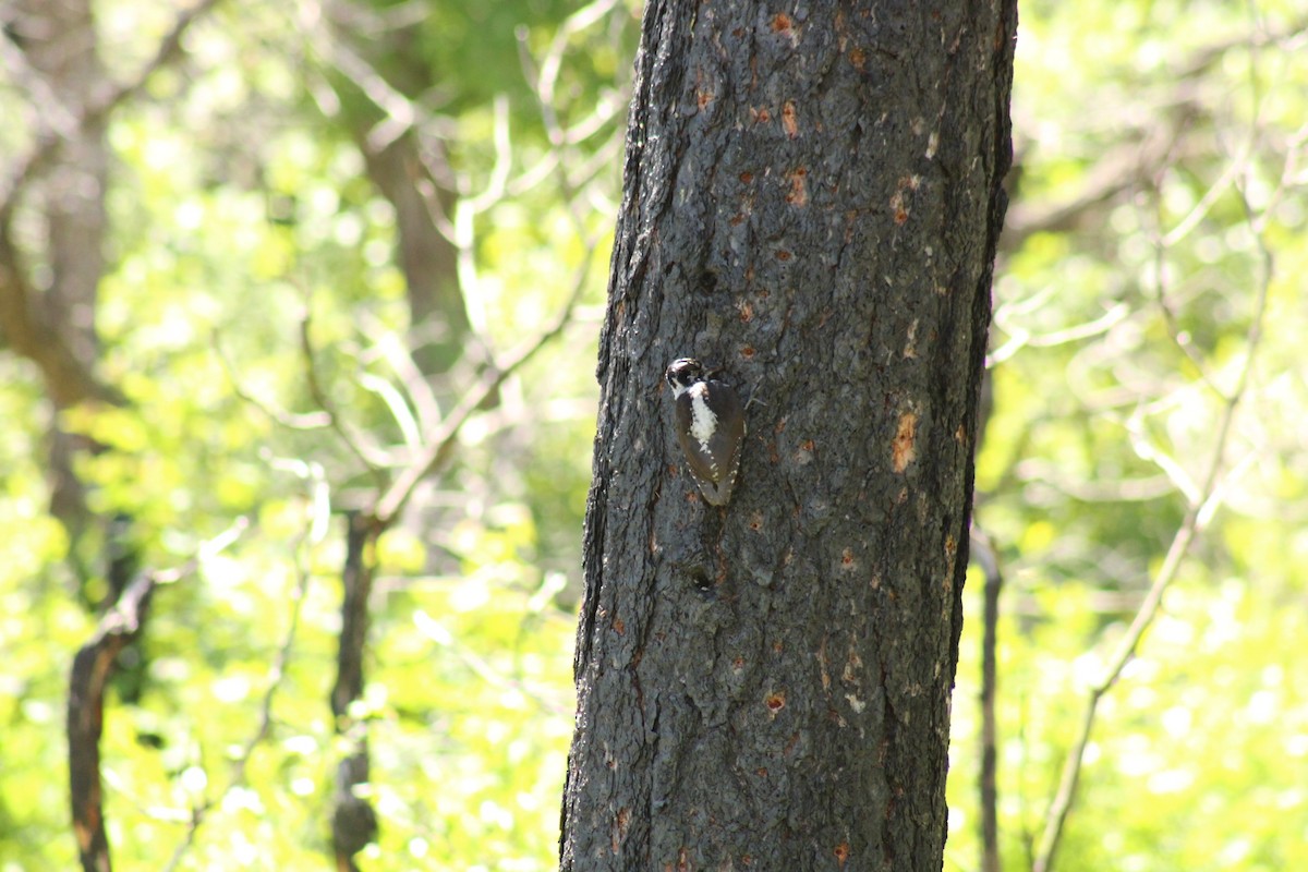 American Three-toed Woodpecker - ML620399171