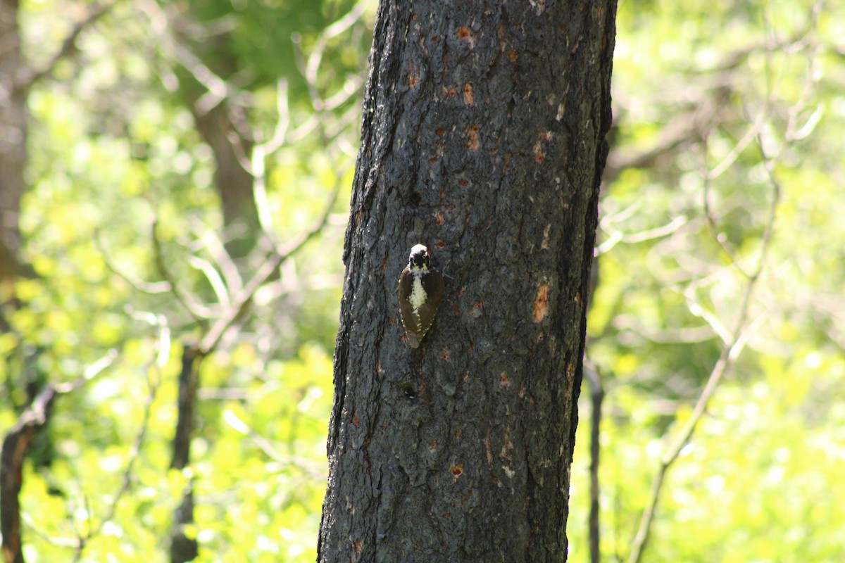 American Three-toed Woodpecker - ML620399172