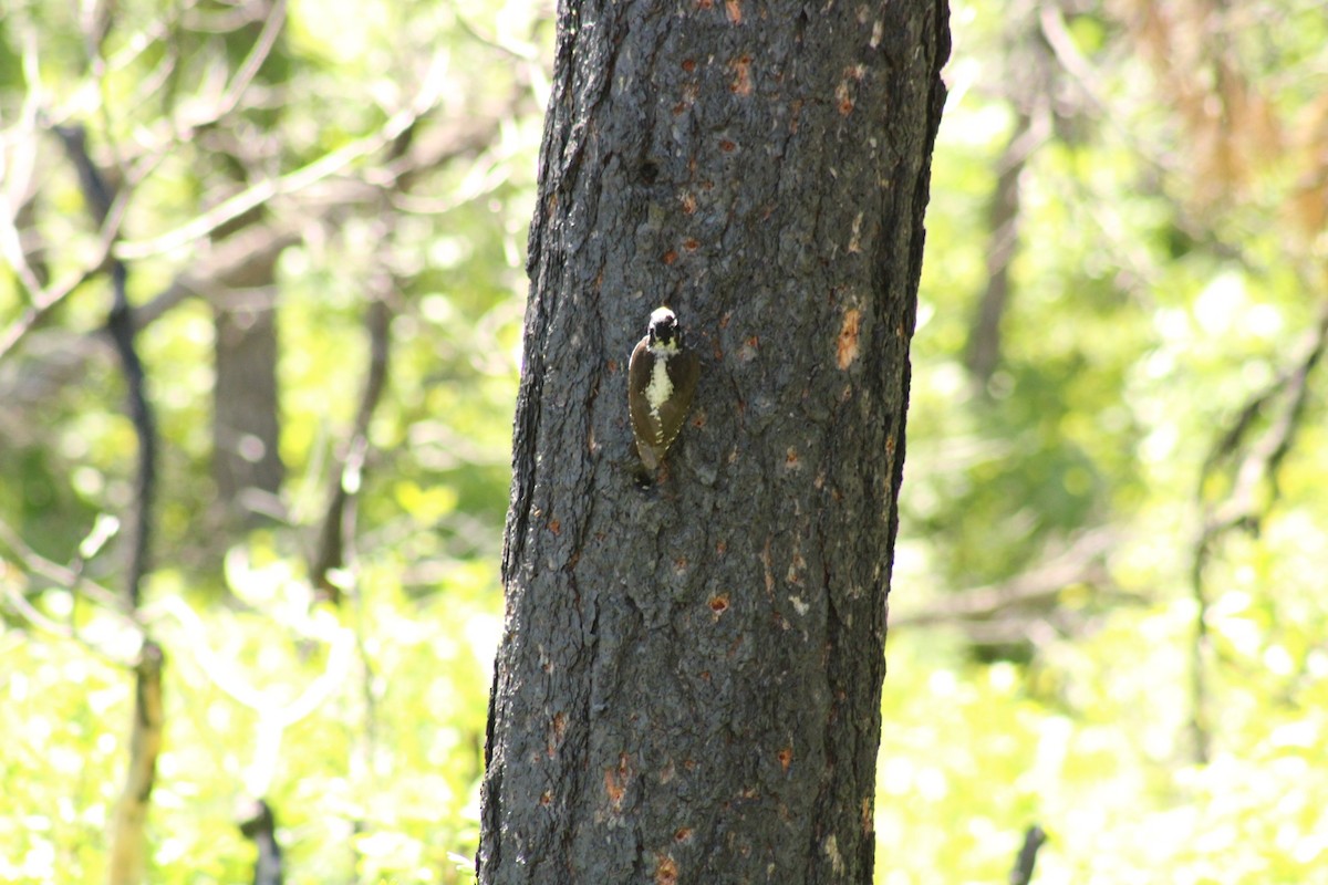 American Three-toed Woodpecker - ML620399173