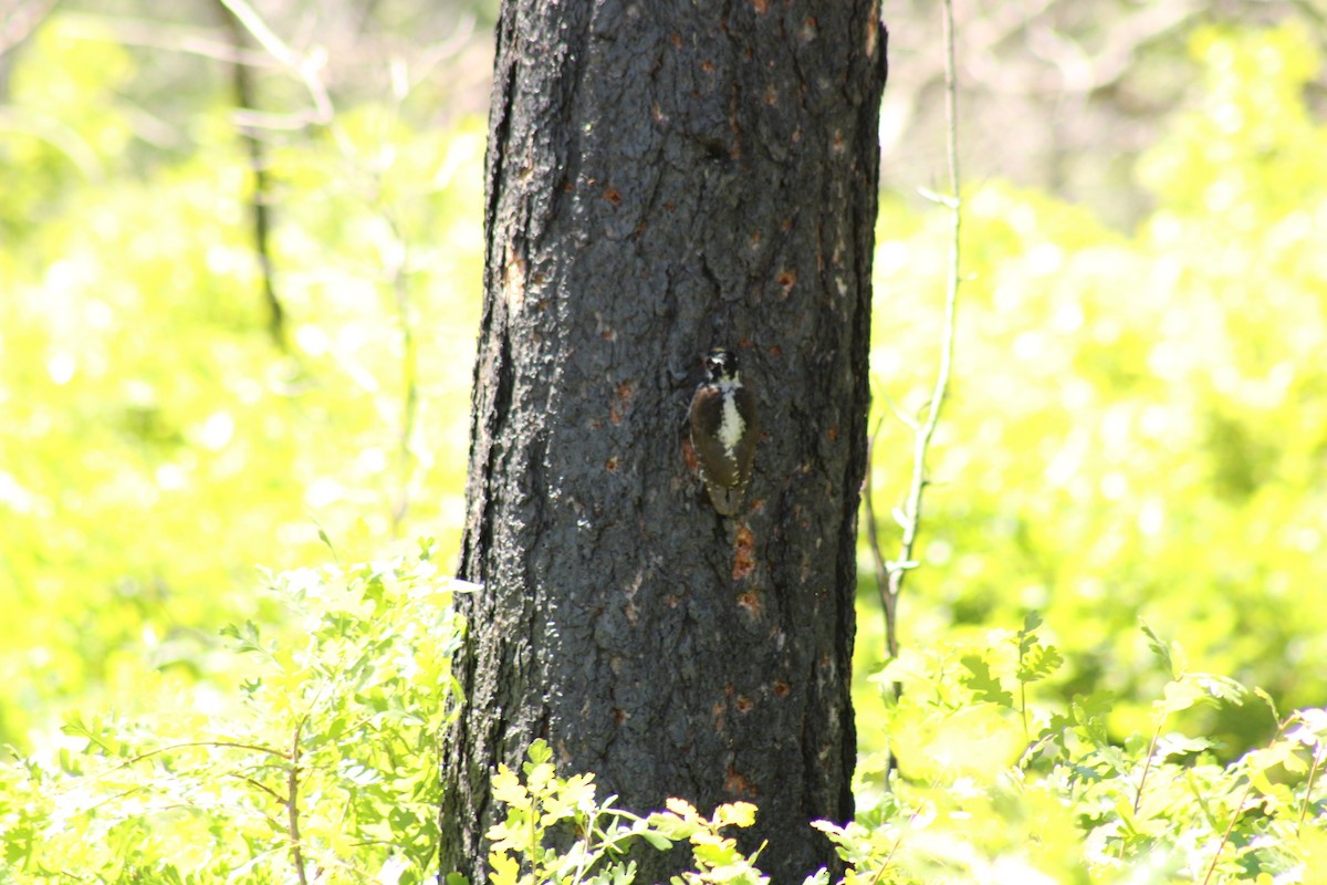 American Three-toed Woodpecker - ML620399176