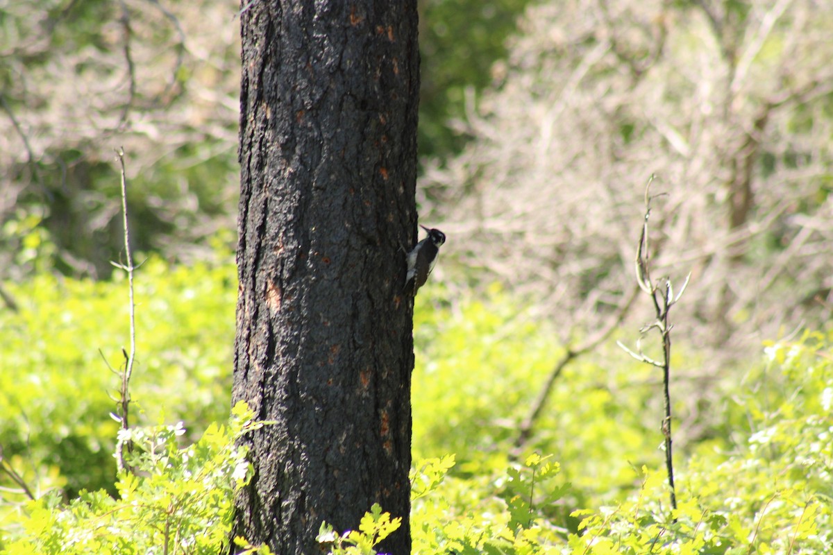 American Three-toed Woodpecker - ML620399178