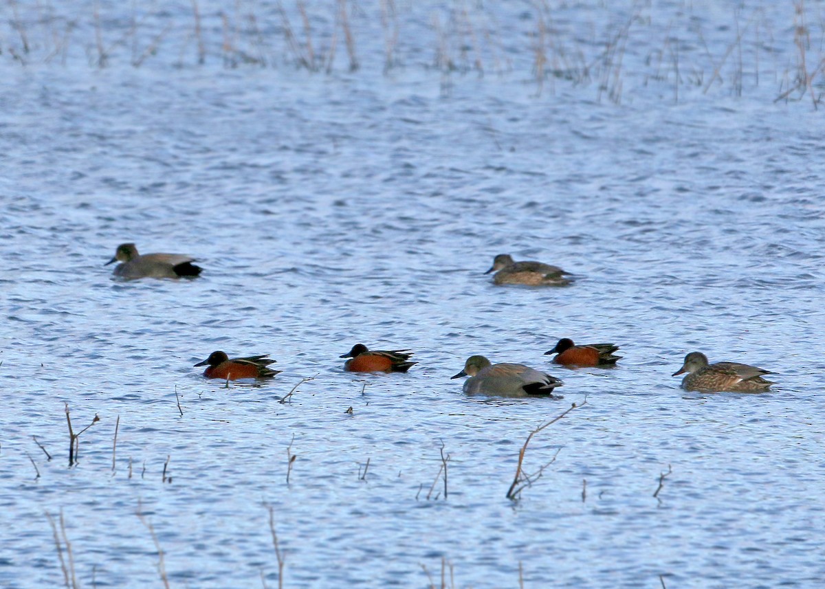 Gadwall - ML620399185