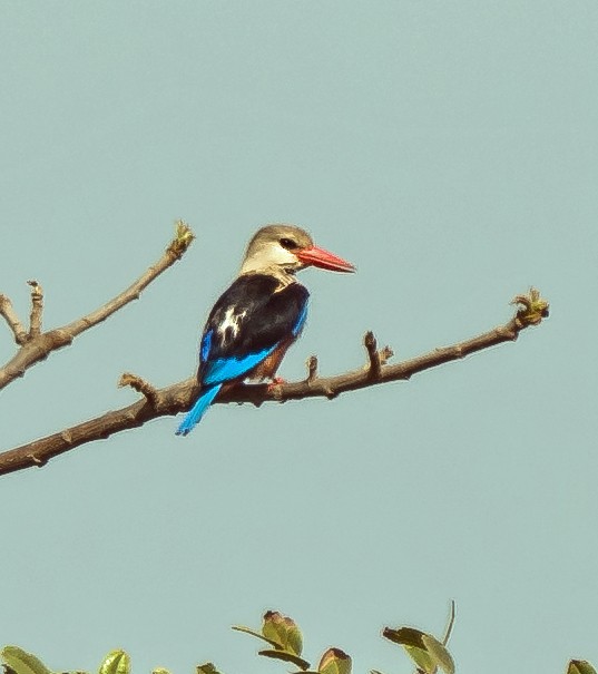 Gray-headed Kingfisher - ML620399190