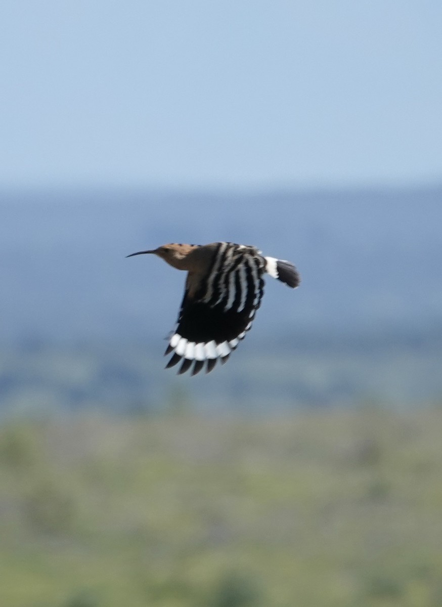 Eurasian Hoopoe (Eurasian) - ML620399196