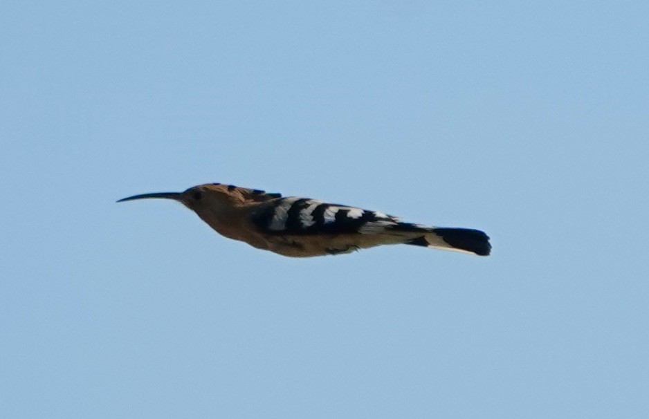 Eurasian Hoopoe (Eurasian) - ML620399201