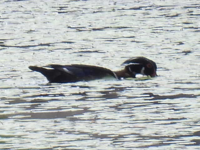 Wood Duck - ML620399203