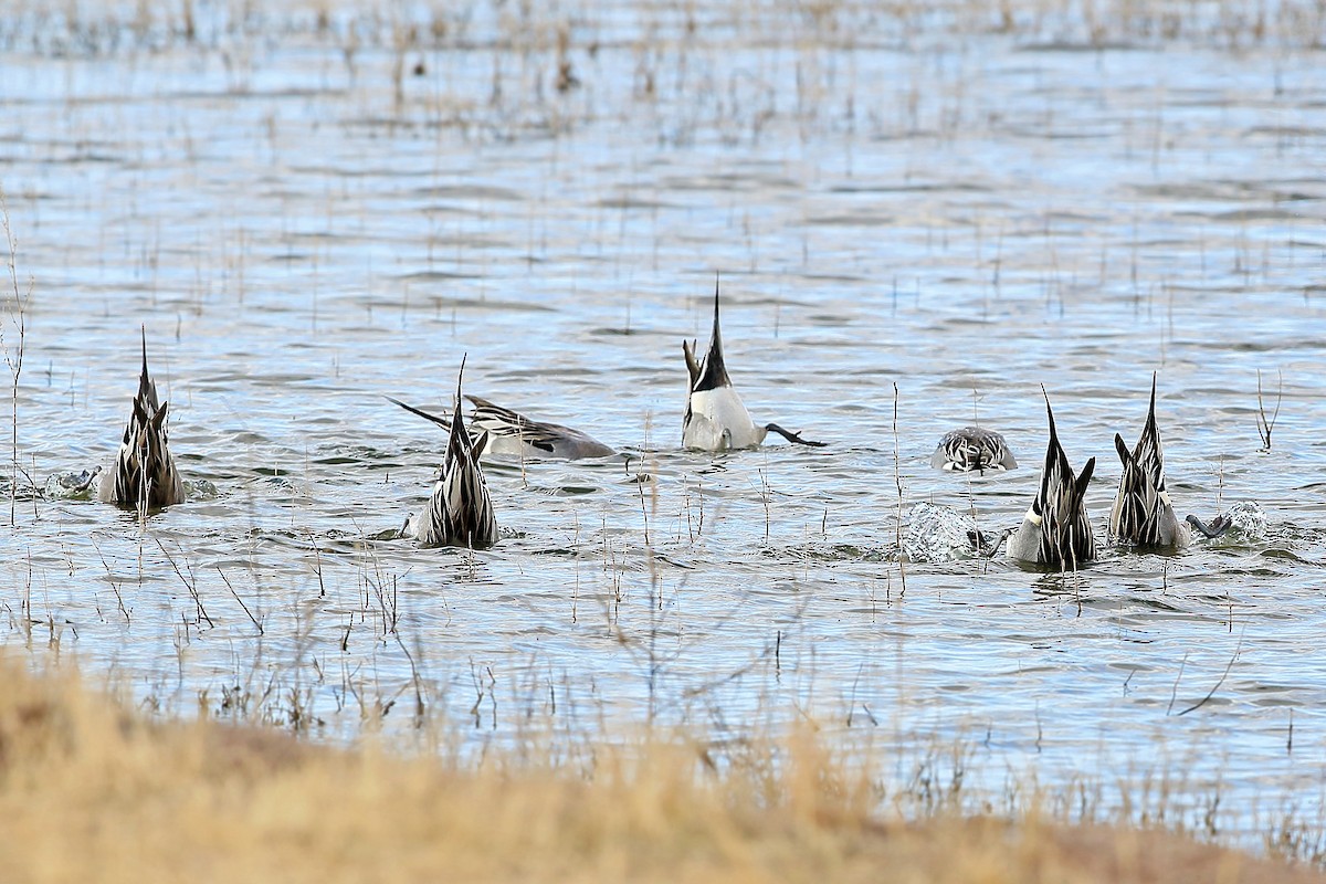 Northern Pintail - ML620399207