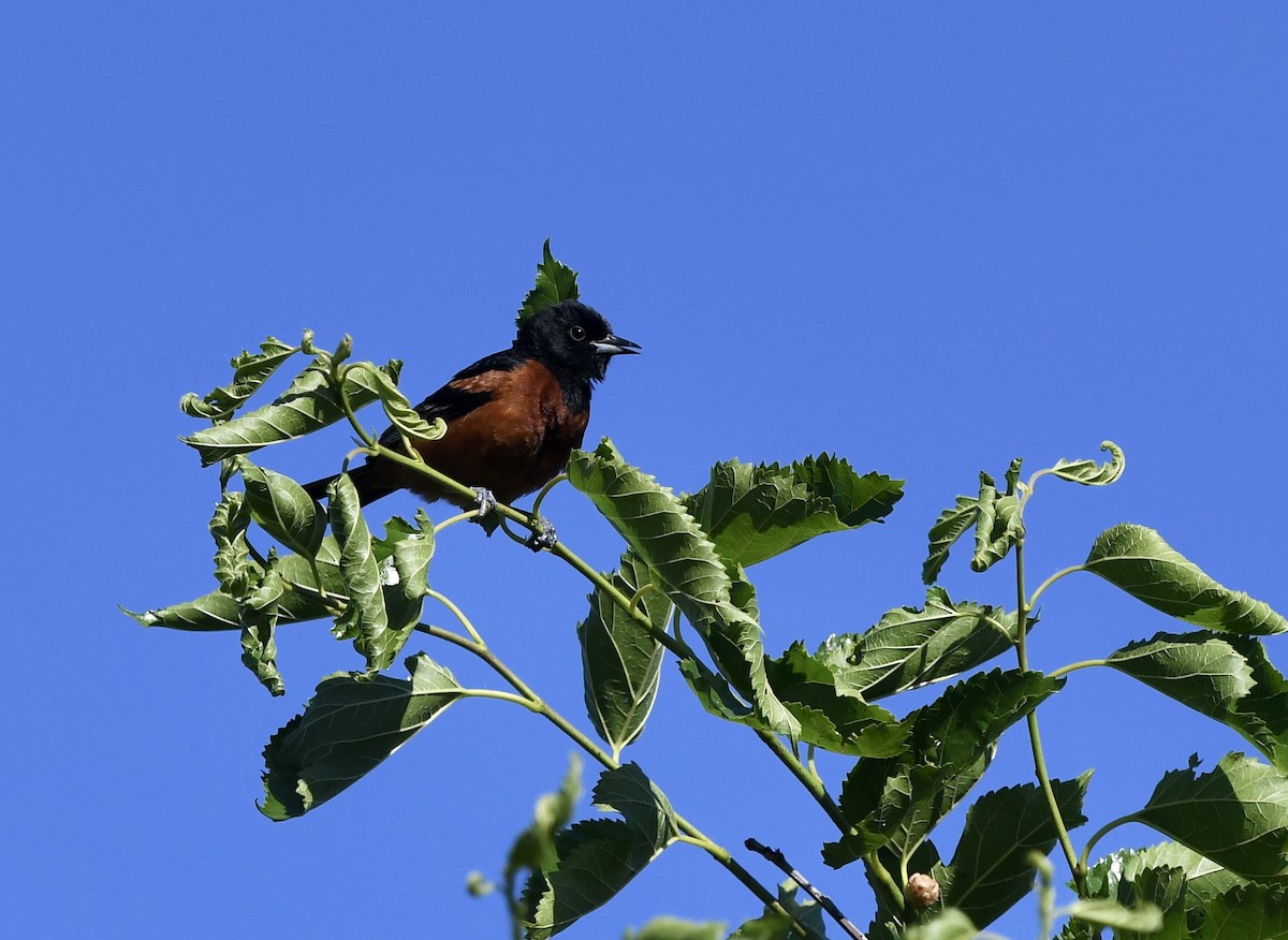 Orchard Oriole - ML620399209
