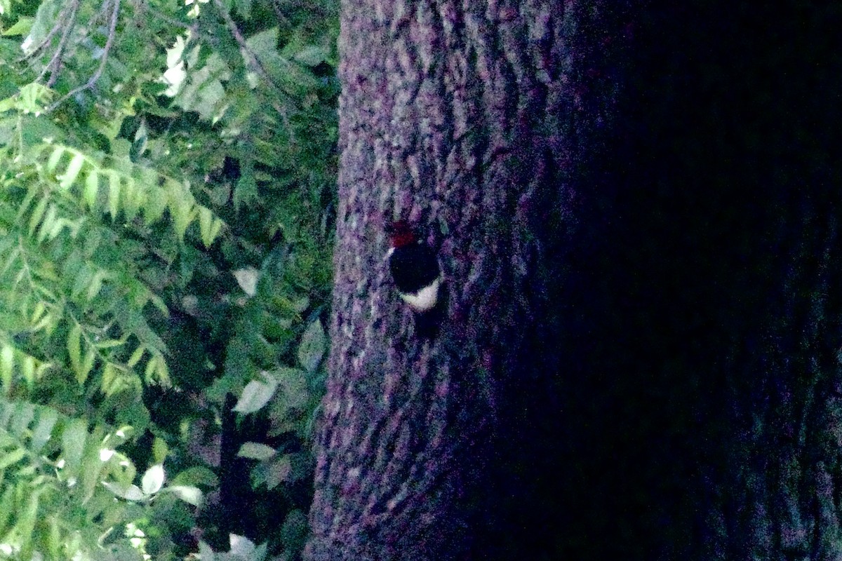 Red-headed Woodpecker - ML620399212