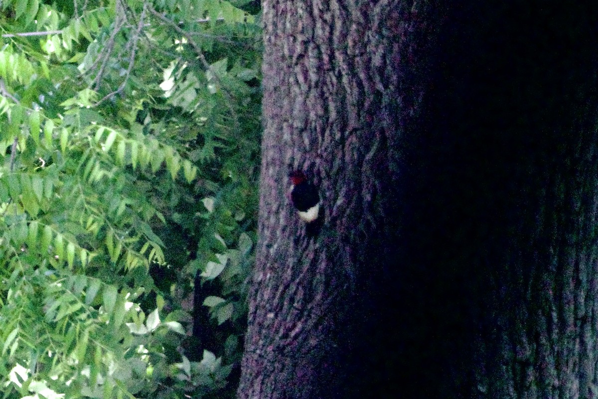 Red-headed Woodpecker - ML620399213