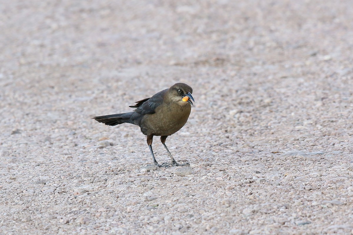 Great-tailed Grackle - ML620399214