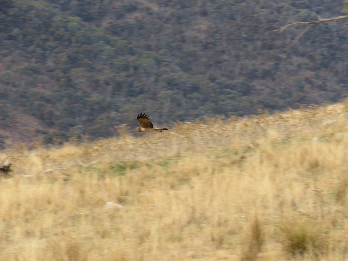 Brown Falcon - ML620399215