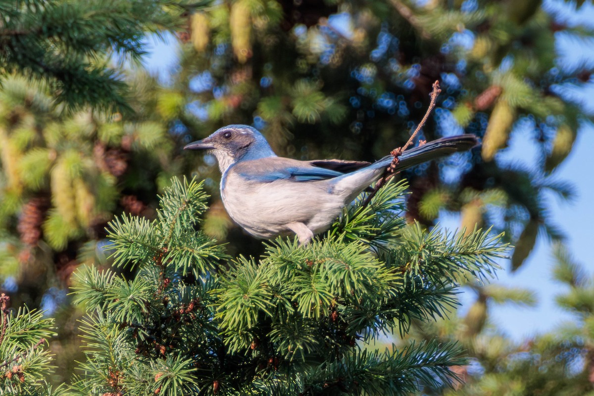 California Scrub-Jay - ML620399217